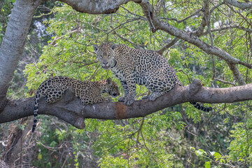 Jaguar and cub - river overlook