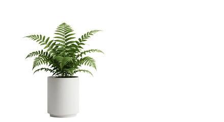 Green Fern in Transparent Pot against Clean Transparent Background for Decor