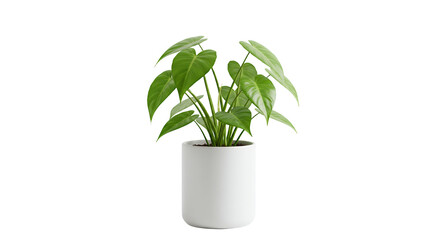 Potted Heartleaf Philodendron Plant with Green Leaves in Transparent Pot