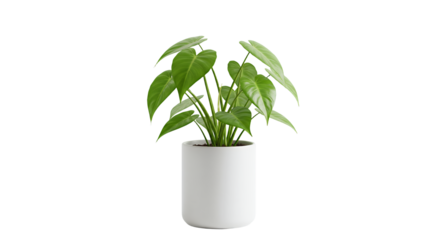 Potted Heartleaf Philodendron Plant with Green Leaves in Transparent Pot