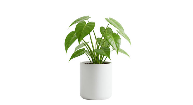 Potted Heartleaf Philodendron Plant with Green Leaves in Transparent Pot