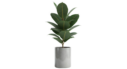Ficus Elastica Plant in Gray Pot - Indoor Home Decor Element