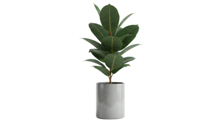 Ficus Elastica Plant in Gray Pot - Indoor Home Decor Element