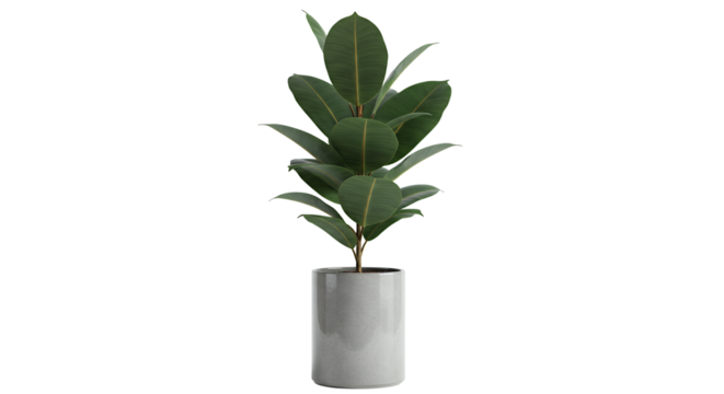 Ficus Elastica Plant in Gray Pot - Indoor Home Decor Element