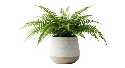Fern in Ceramic Pot Adds Natural Touch to Interior Design Element