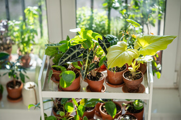 Indoor plants in ceramic pots on cart at home. Houseplants Alocasia Bambino, Philodendron selloum...