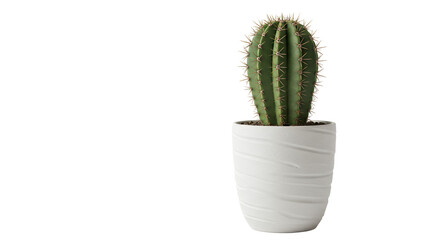 Potted cactus plant on Transparent background for interior decor
