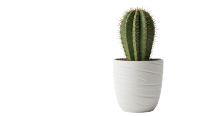 Potted cactus plant on Transparent background for interior decor
