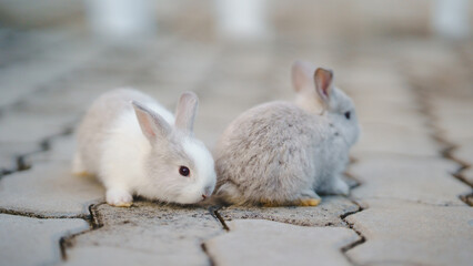 Rabbit innocent curious concept. Two adorable rabbits exploring a paved surface in a playful...