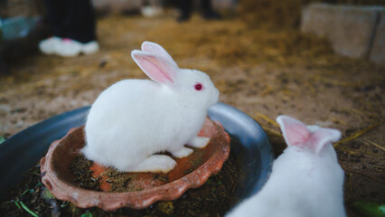 Rabbit innocent curious concept. Two fluffy white rabbits resting near a feeding dish on a farm.