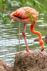 A newborn baby Rosa Flamingo, Phoenicopterus roseus, is full of care from its mother