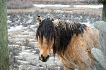 Wild horse stands in the snowy landscape of Osoyoos Desert, British Columbia.