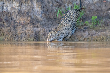Jaguar entering a river