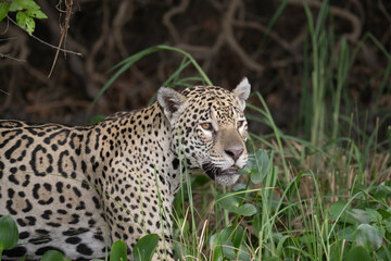 Jaguar in the pantanal