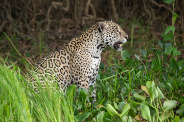 Jaguar in the pantanal