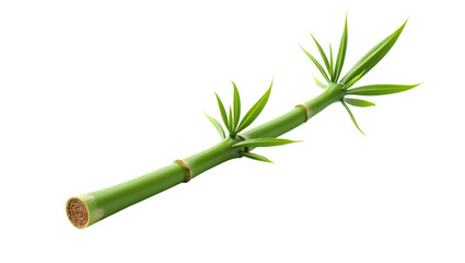 Fototapeta premium Fresh Green Bamboo Stalk with Leaves Isolated on Transparent Background