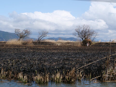 Charred field and bare trees beneath a cloudy sky