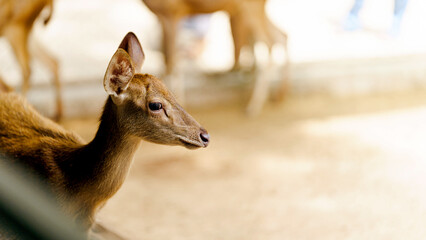 A close-up of a deer, showcasing its calm demeanor and detailed features, with soft focus on its...