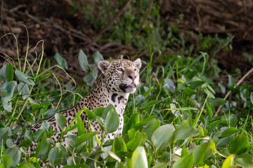 Jaguar in the pantanal