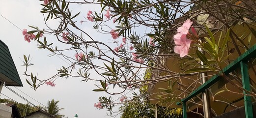 A beautiful view of pink oleander flowers blooming on a branch against the backdrop of a...