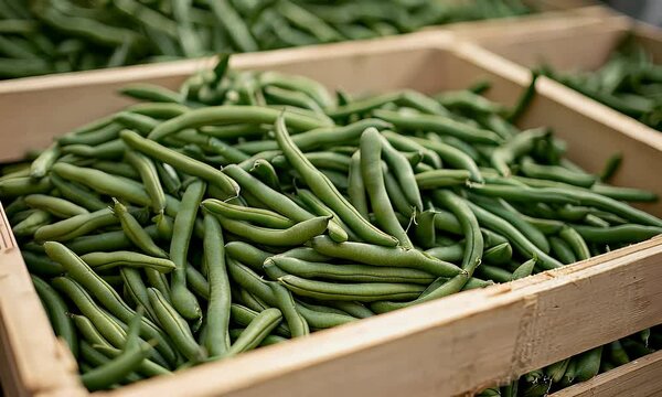 Abundant fresh green beans filling a crate. Harvested vegetables. Produce crate with string beans in an open-air market