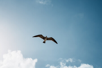 birds in flight over Miami Beach, Florida