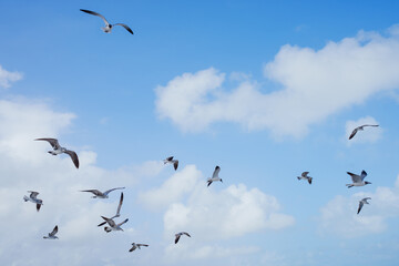 flock of seagulls in Miami Beach, Florida 