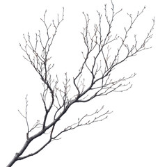 Dry branch PNG tree branch PNG nature PNG dried wood PNG autumn leaves PNG rustic decor PNG transparent background