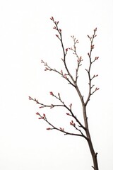 Isolated branches with intricate details on white background, simple, nature photography, texture