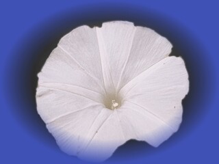 white flower on black background