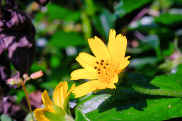 Macrophotography Star Tickseed Flower of Coreopsis Pubescens type. Plants in Closeup shot growing wild in the garden yard. Yellow ornamental flora. Flower in blossom. Unique Wild Flower