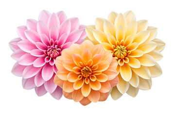 Three Beautiful Dahlias in Pink Orange and Yellow Blossoms Closeup View transparent background Generative AI