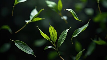Fototapeta premium Green tea leaves