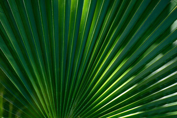 Palm leaves background. Green leaves wallpaper. Exotic jungle foliage. Leaves tropical greenery. Palm leaf closeup shot. Tropical leaf pattern. Nature palm leaves design. Green palm background.