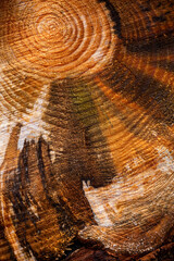 Abstract of colors, patterns and textures in a giant tree trunk
