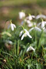 First snowdrops in the forest