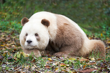 giant panda in the woods