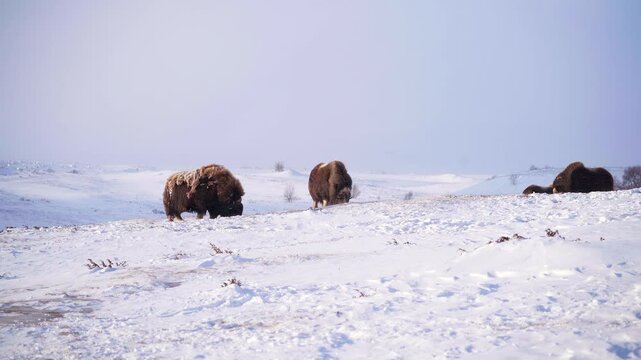 hord of musk ox grazing