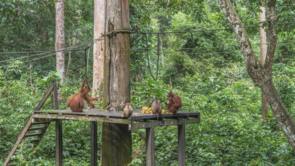 The monkeys gathered in the Sepilok Orangutan Rehabilitation Centre.  Macaca fascicularis, stump...