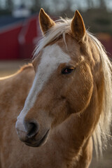 Obraz premium Horses grazing in a sunlit meadow. A brown horse standing in a field. A horse peacefully grazing in a green pasture. A herd of horses at the countryside. Beautiful horses enjoying freedom in nature.
