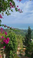 flowers on the coast
