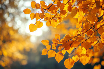Golden autumn leaves on branch with sunlight bursting through trees