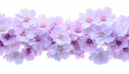 Delicate light pink cherry blossoms arranged in a horizontal row against a pure white background