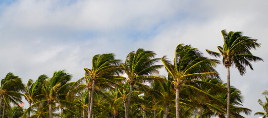 Hurricane in Florida. Palm tree in hurricane weather. Tropical beach in Miami. Tropical windy...