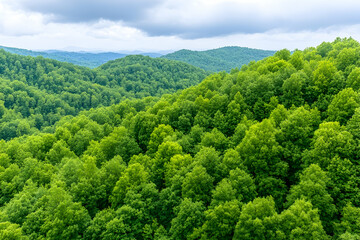 Obraz premium Lush green mountain forest landscape under a cloudy sky