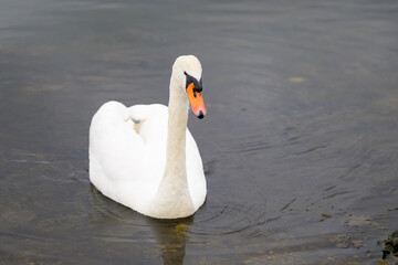 Swan Gliding Through Shallow Water