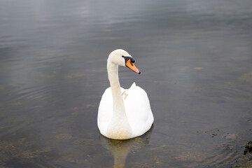 Obraz premium Graceful Swan In Shallow Water