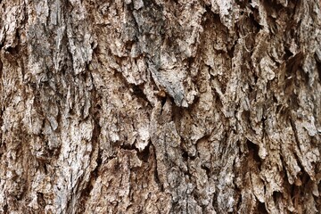 Old cracked tree bark texture background