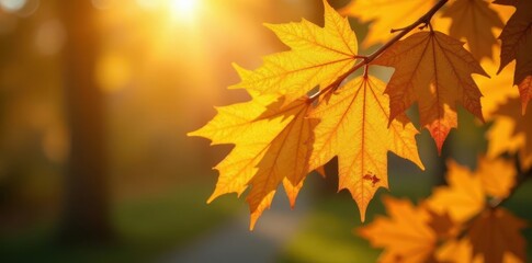 Fototapeta premium Golden oak leaves, sunlight highlights, autumn detail, bright, branch detail