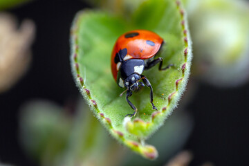 ladybug on a leaf